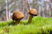 世界举重训练周期化白皮书：科学规划被广泛采纳，世界举重比赛规则